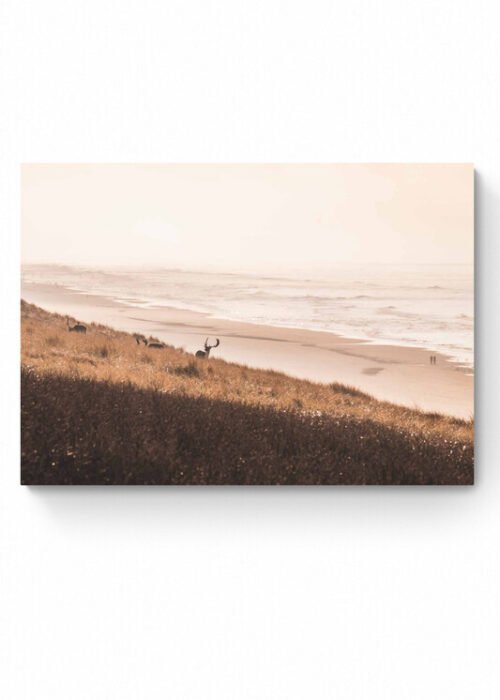 Wildlife - Amsterdamse Waterleidingduinen — Fotografie Poster