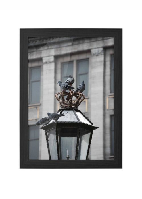 duiven op de dam fotografie poster ingelijst in zwarte lijst