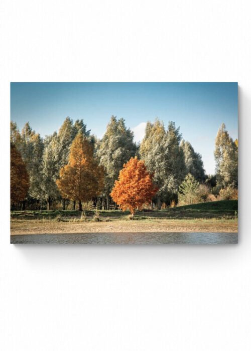 Herfstkleuren — Fotografie Poster