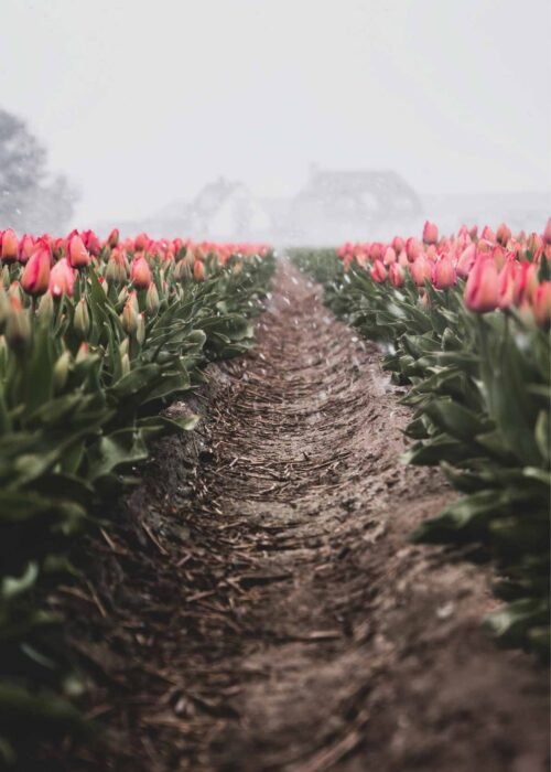 Tulpen — Fotografie Poster