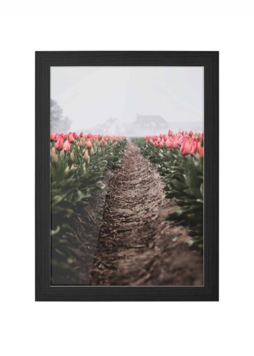 tulpen fotografie poster ingelijst in zwarte lijst
