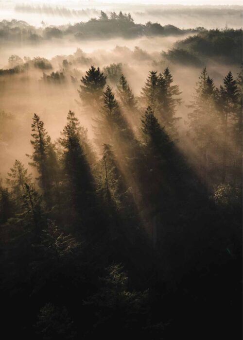 Bomen in de mist - Westerheide — Fotografie Poster