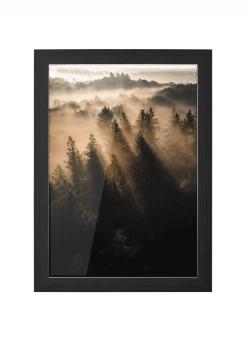 bomen in de mist fotografie poster ingelijst in zwarte lijst