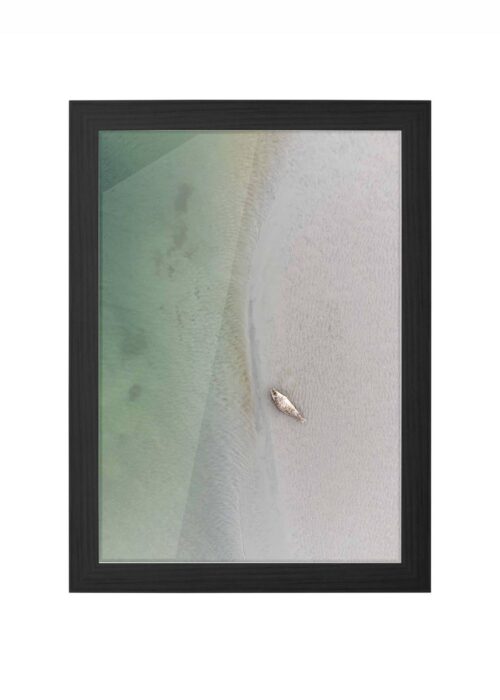 zeehond fotografie poster ingelijst in zwarte lijst