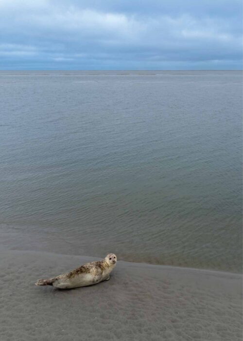 Zeehond - II - Ameland — Fotografie Poster