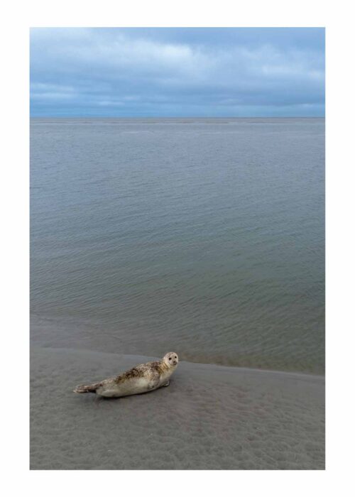 Zeehond - II - Ameland Poster