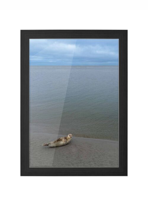 zeehond fotografie poster ingelijst in zwarte lijst