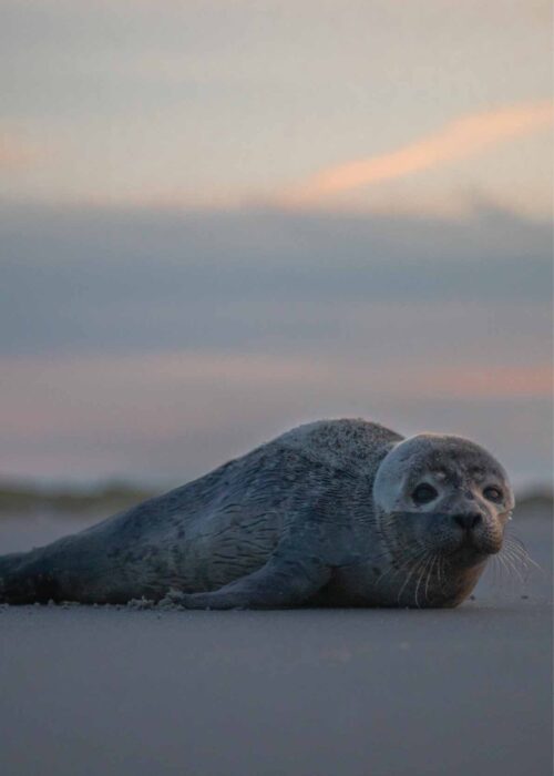 Zeehond - I - Ameland — Fotografie Poster