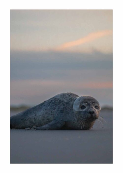 Zeehond - I - Ameland